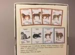 Kortspil - Katte, kattespil, kattefamilier, huskat, familiespil, spilleaftner, kat, ting med katte, catlover, løve, tiger, alt om katte, store kattedyr, fauna, faunaspil, biologi, natur, gaveide, specielle, svensk, sverige, tegninger, illustrationer