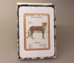 Kortspil - Katte, kattespil, kattefamilier, huskat, familiespil, spilleaftner, kat, ting med katte, catlover, løve, tiger, alt om katte, store kattedyr, fauna, faunaspil, biologi, natur, gaveide, specielle, svensk, sverige, tegninger, illustrationer