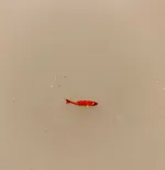 Miniature Fisk Madding, fisk, guldfisk, slørhale, akvarium, havedam, fisketur, lystfisker, fiskestang, gavekort, udstyr, strand, biti, ribe, miniaturer, dukkehus, dukkehusting, dukkehustilbehør, samler, skala, 1:12,