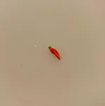Miniature Rød Chili peber, chili, rød chili, chilipeber, chili claus, micro, dukkehus, dukkehusmad, grøntsager, habaneros, dukkehus, dukkehusting, dukkehustilbehør, dukkemad, biti, ribe, sangskjuler, gave, sjov, gimmick