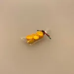 Miniature Tarteletter i cellofanpose