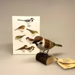 House sparrow, spurvefugl, danske fugle, fugle i farver, fuglefigur, model, træfugl, træfigur, wildlife garden, decobird, ornitolog, ornitologisk, samler, fugle, fugl, fugle entusiast, natur, den danske natur, fugleliv, gave, gaveide, jeg kigger på fugle, realistisk, naturlig, naturelsker, Biti, Ribe,Naturens fugle af træ - Gråspurv, Naturens fugle af træ - Skovspurv