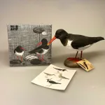 Servietter med Strandskader, Servietter - Strandskade og muslinger, hav, vadehav, vadehavet, nationalpark, sort sol, ribe, kammerslusen, strandskade, blåmuslinger, muslinger, picnic, borddækning, servietter, papirsservietter, eksklusivt, design, svensk, nordisk, flot, stemning, sommerfrokost, i det grønne, gaveide, gave, vadere, vadefugle, vadehavsfugle, ornitolog, kigger på fugle, trækfugle, standmotiv, ved stranden, på stranden