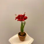 Miniature Potte med Røde Amaryllis, de fire hjørner, juleblomst, december, Miniature Potte med Røde Amaryllis, de fire hjørner, juleblomst, december,