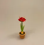 Miniature Potte med Røde Amaryllis, de fire hjørner, juleblomst, december, Miniature Potte med Røde Amaryllis, de fire hjørner, juleblomst, december,