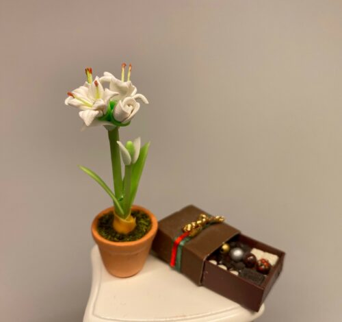 Miniature Potte med hvid Amaryllis, hvide blomster, hvid blomst, Miniature Potte med Røde Amaryllis, de fire hjørner, juleblomst, december, Miniature Potte med Røde Amaryllis, de fire hjørner, juleblomst, december,