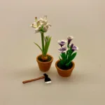 Miniature Potte med hvid Amaryllis, hvide blomster, hvid blomst, Miniature Potte med Røde Amaryllis, de fire hjørner, juleblomst, december, Miniature Potte med Røde Amaryllis, de fire hjørner, juleblomst, december,