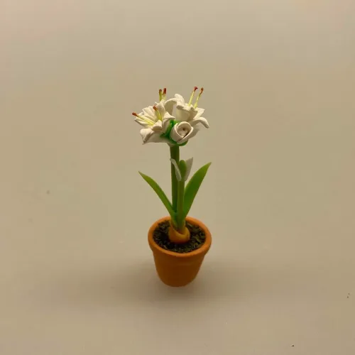 Miniature Potte med hvid Amaryllis, hvide blomster, hvid blomst, Miniature Potte med Røde Amaryllis, de fire hjørner, juleblomst, december, Miniature Potte med Røde Amaryllis, de fire hjørner, juleblomst, december,