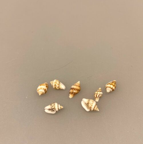 Miniature konkylier - 7 stk. sneglehuse, konkylier, sæt, mini, mikro, strandting, stranden, fisketur, biti, ribe, pynt, sneglehuse