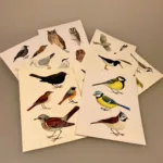 Postkort pakke - Fugle, naturens fugle, danske fugle, i farver, skoleplancher, skole, tegninger, natur, ornitolog, jeg kigger på fugle, solsort, rødhals, blåmejse, mejser, småfugle, ugler, vadehavet, vadefugle, rovfugle, krager, biti, ribe, nationalpark,