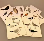 Postkort pakke - Fugle, naturens fugle, danske fugle, i farver, skoleplancher, skole, tegninger, natur, ornitolog, jeg kigger på fugle, solsort, rødhals, blåmejse, mejser, småfugle, ugler, vadehavet, vadefugle, rovfugle, krager, biti, ribe, nationalpark,