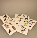 Postkort pakke - Fugle, naturens fugle, danske fugle, i farver, skoleplancher, skole, tegninger, natur, ornitolog, jeg kigger på fugle, solsort, rødhals, blåmejse, mejser, småfugle, ugler, vadehavet, vadefugle, rovfugle, krager, biti, ribe, nationalpark,