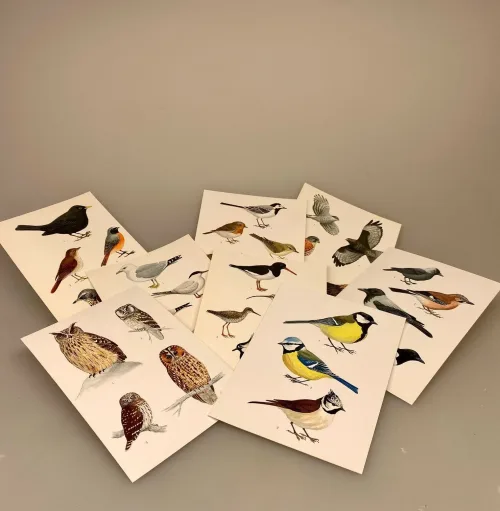 Postkort pakke - Fugle, naturens fugle, danske fugle, i farver, skoleplancher, skole, tegninger, natur, ornitolog, jeg kigger på fugle, solsort, rødhals, blåmejse, mejser, småfugle, ugler, vadehavet, vadefugle, rovfugle, krager, biti, ribe, nationalpark,