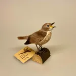 Naturens fugle af træ - Nattergal, nightinggale, nightingale, sangfugl, synger, h.c. andersen, eventyr, nattergalen, ornitolog, kigger på fugle, fugle, fugl, træfugl, figur, til pynt, i haven, ved foderbrættet, gaveide, natur, naturen, studentergave, fars dag, til manden, biti, ribe, kunsthåndværk, fugle i farver, naturtro