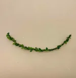 Miniature Guirlande grøn, Miniature Guirlande grøn, Miniature julekugler - glaskugler med ophæng, julekugle, glaskugle, dukkehus, Miniature julepynt æske med julekugler, julepynt, glaskugler, æske, æske med julekugler, æske med glaskugler, glaskugler, dukkehus, dukkehusting, ting til, dukkehuset, miniaturer, nisserne, nissedør, nissebo, nissehus, julepynt, snelandskab, pynt, sætterkasse, sættekasseting, sætterkasseting, nisseting, nissetilbehør, biti, ribe