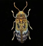 Håndlavet Broche Blå Bille, kryb, krible, krable, billebroche, insektsmykker, insekt, insekter, bio, biodiversitet, natur, vild, vilde, blomster, bestøvning, naturvejleder, nationalpark, vadehavet, speciel, kunsthåndværk, kunst, eksklusiv, håndarbejde, perler, broderibe, broderet, smykke, gave, gaveide, elsker, biolog, biologi, naturvidenskab, smuk, biti, ribe