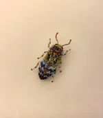 Håndlavet Broche Blå Bille, kryb, krible, krable, billebroche, insektsmykker, insekt, insekter, bio, biodiversitet, natur, vild, vilde, blomster, bestøvning, naturvejleder, nationalpark, vadehavet, speciel, kunsthåndværk, kunst, eksklusiv, håndarbejde, perler, broderibe, broderet, smykke, gave, gaveide, elsker, biolog, biologi, naturvidenskab, smuk, biti, ribe