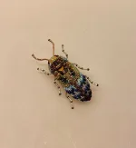 Håndlavet Broche Blå Bille, kryb, krible, krable, billebroche, insektsmykker, insekt, insekter, bio, biodiversitet, natur, vild, vilde, blomster, bestøvning, naturvejleder, nationalpark, vadehavet, speciel, kunsthåndværk, kunst, eksklusiv, håndarbejde, perler, broderibe, broderet, smykke, gave, gaveide, elsker, biolog, biologi, naturvidenskab, smuk, biti, ribe