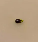 Miniature Aubergine, mousakka, sydlandske, frugter, grøntsager, grønt, sundt, italiensk, græsk, miniature, mad, dukkehus, dukkehusmad, minimad, miniaturemad, grønthandler, dukkehusting, dukkehustilbehør, sjov, gave, symbolsk, emoji, rahim, ting til, tilbehør, sangskjuler, biti, ribe, 1:12
