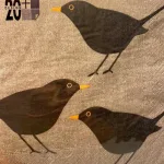 Servietter med Solsort - Nougat, lysebrun, hørfarvet, beige, solsort, blackbird, danske, fugle, i farver, kigger på, havens, ornitolog, vadehavet, sort sol, nationalpark, søde, fine, flotte, fugleservietter, ting med, borddækning, biti, ribe