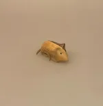 Mus - Håndskåret af træ med læderhale, træmus, mus af træ, træfigur, musefigur, mus, naturmaterialer, håndlavet, håndsnittet, træsnit, læder, håndværk, kunsthåndværk, nordisk,