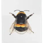 Viskestykke Bomuld med Tryk - Humlebi, maluu, viskestykke, bi, honningbi, brumbasse, humlebi, natur, vild med vilje, biodiversitet, balance,vild, grøftekant, bestøvning, køkken, tekstiler, lækker, kvalitet, naturvejleder, gave, gaveide, nyttig, praktisk, akvarel, bage, lave mad, kok, vadehavet, nationalpark, ribe, biti