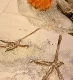 Viskestykke Bomuld med Tryk - Stor Rødhals, maluu, robin, køkkentekstiler, grydelap, pot grab, topflappen, rødhals, rødkælk, fugle, vinter, efterår, haven, haveliv, fuglebrædt, fodrer, fugle, kær, fugle i farver, danske, fugle, ornitolog, kigger på fugle, naturen, vilde, biti, ribe, sort sol, vadehavet, yndige, gave, gaveide, madlavning, praktisk, nyttig,