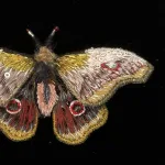 Håndlavet Broche Rosa Kejser Natsommerfugl, TL-B-651, emperor mopane moth, kejsernatsommerfugl, natsværmer, kejser, møl, gonimbrasia belina, stor, dæmpede, farver, varme, smuk, kunstværk, kunst, trovelore, særlig, unik, broderi, broderist, brodedribe, ribe, biti, smykke, broche, sommerfugl, sommerfuglebroche, sommerfuglesmykke, gave, gaveide, jubilæum, rund, fødselsdag, eksklusiv,