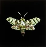 Håndlavet Broche Grøn Kolibri Aftensværmer, duehale, aftensværmer, hummingbird, moth, natsommerfugl, TL-B-993, hawk moth, hummingbird of the night, kolibrinatsværmer, grøn, hvid, lille, særlig, smuk, insekt, insektbrocher, sommerfuglebrocher, broderret, brodrede, broderibe, ribe, broderist, brodøse, broderikunst, kunsthåndværk nål, smykke, gave, gaveide, naturen, fauna, vild med vilje, miljø, biodiversitet, jubilæum, afskedsgave, kollega, rund fødselsdag,