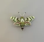 Håndlavet Broche Grøn Kolibri Aftensværmer, duehale, aftensværmer, hummingbird, moth, natsommerfugl, TL-B-993, hawk moth, hummingbird of the night, kolibrinatsværmer, grøn, hvid, lille, særlig, smuk, insekt, insektbrocher, sommerfuglebrocher, broderret, brodrede, broderibe, ribe, broderist, brodøse, broderikunst, kunsthåndværk nål, smykke, gave, gaveide, naturen, fauna, vild med vilje, miljø, biodiversitet, jubilæum, afskedsgave, kollega, rund fødselsdag,
