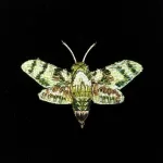 Håndlavet Broche Grøn Kolibri Aftensværmer, duehale, aftensværmer, hummingbird, moth, natsommerfugl, TL-B-993, hawk moth, hummingbird of the night, kolibrinatsværmer, grøn, hvid, lille, særlig, smuk, insekt, insektbrocher, sommerfuglebrocher, broderret, brodrede, broderibe, ribe, broderist, brodøse, broderikunst, kunsthåndværk nål, smykke, gave, gaveide, naturen, fauna, vild med vilje, miljø, biodiversitet, jubilæum, afskedsgave, kollega, rund fødselsdag,