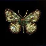 Håndlavet Broche Grønvinget Sommerfugl, four spot sailor butterfly, TL-B-947, mexicansk matros, fir plettet, matros sommerfugl, grøn, lille, sommerfugl, sommerfuglebroche, dæmpede, farver, varme, smuk, kunstværk, kunst, trovelore, særlig, unik, broderi, broderist, broedribe, ribe, biti, smykke, broche, sommerfugl, sommerfuglebroche, sommerfuglesmykke, gave, gaveide, jubilæum, rund, fødselsdag, eksklusiv,
